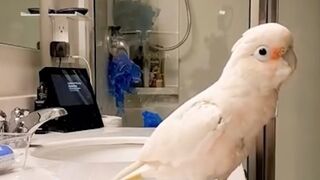 Don't Laugh (Funniest Videos)