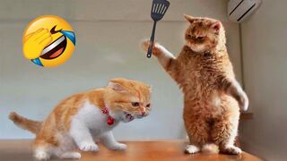 Chats et chiens les plus drôles !!!! Animaux drôles 2023 !! Partie 22