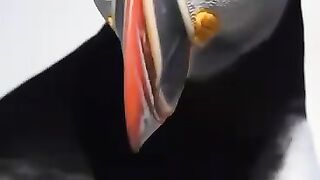 Beautifull  birds