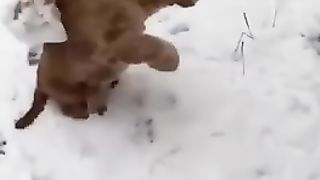 Funny animals 2023???? - Funniest Cats and Dogs Video????????192 #shorts 3