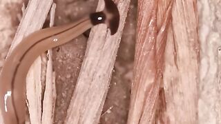 HAMMERHEAD WORM|THE IMMORTAL WORM