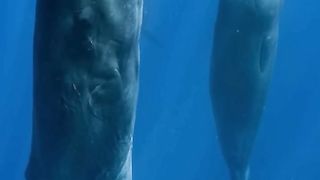 HOW SPERM WHALES SLEEP