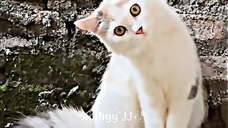 Kucing lucu 23