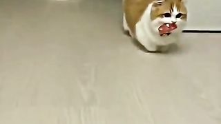Kucing imut 2