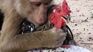 monkey love chicken romantic