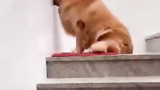 Un chien pas comme les autres