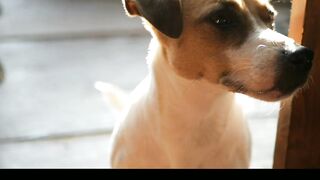 3 Facts about Dogs that most people don't Know.