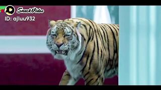 DANGER TIGER IN HOME FIGHT WITH LADY