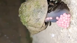 Bagaimana siput bertelur