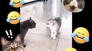 Funny cats 59