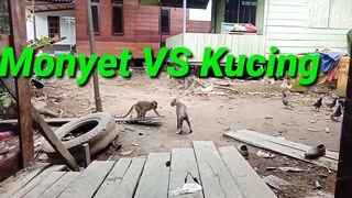 Monkey vs Cat