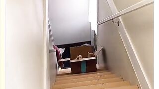 Cute Pets 4
