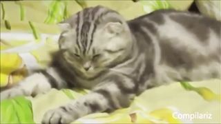 Funny cat dog video