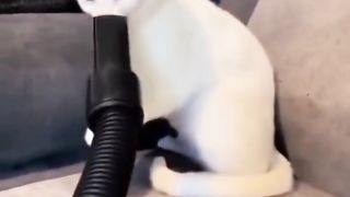 Cats and their owners share a strong bond, making them the closest of companions