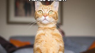 Best funny memes ideas-pinterest