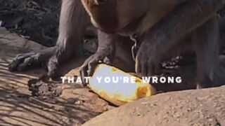 Monkey funny 4