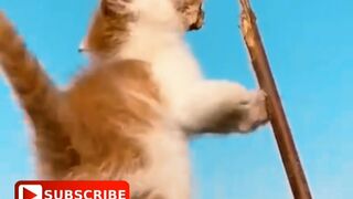 Cat Fight 3