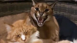 Funny cats... 2