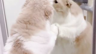 mirror cat