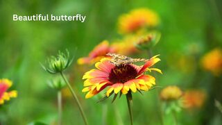 Butterfly flying in nature