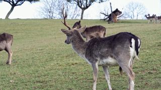 A herd of deer
