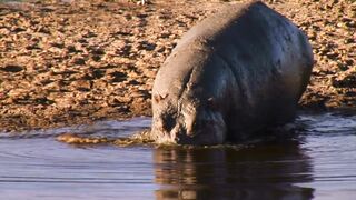 The hippopotamus is drinking