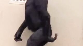 Funny monkey 12