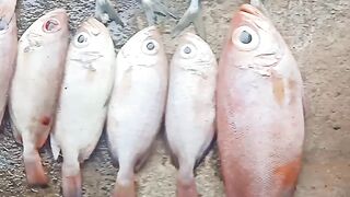 Ikan mangla
