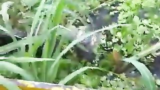 Amazon Rainforest Discovery | Snake Anaconda