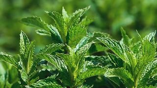 Lush green papet mint plant