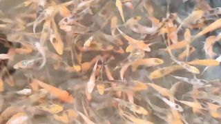 Koi koi