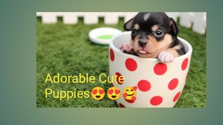 Cute puppies 6