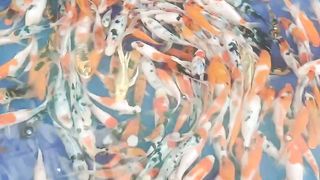 Koi fish 4