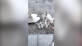 tiktok compilation 8