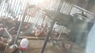 Chiken 4
