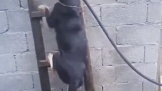 Funny cats and dogs 14
