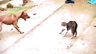 Cats and dogs videos