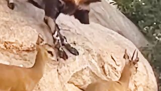 Dangerous Wild Animal