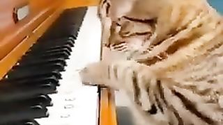 Cat comedy 2