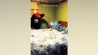 Essayer De Ne Pas Rire ???? Meilleurs Chats et Chiens Drôles