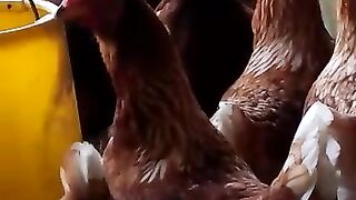 Ayam petelur umbaran