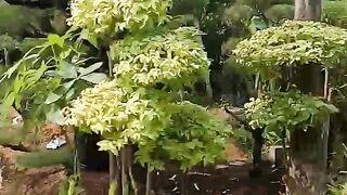 Garden and flower
