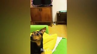 Animaux les plus drôles 2023 ???? Meilleurs chats et chiens drôles 2023
