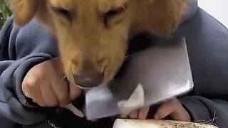 The Canine Comedy Caper: Unleashing Tawa dengan Prank Anjing Lucu
