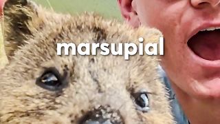 The World's Happist Animal
