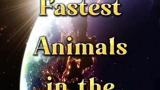 Top 10 Fastest Animals In The World