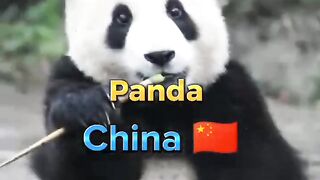 National Animals In Defferent Countries In The World