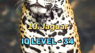 Top 10 Most Inteligent Animal In The World