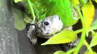 I Have The Most Dangerous Animal In The World