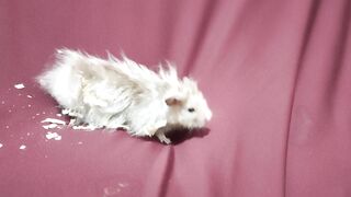 Cute hamster | Hamster Lucu | Hamster Imut | Funny Videos